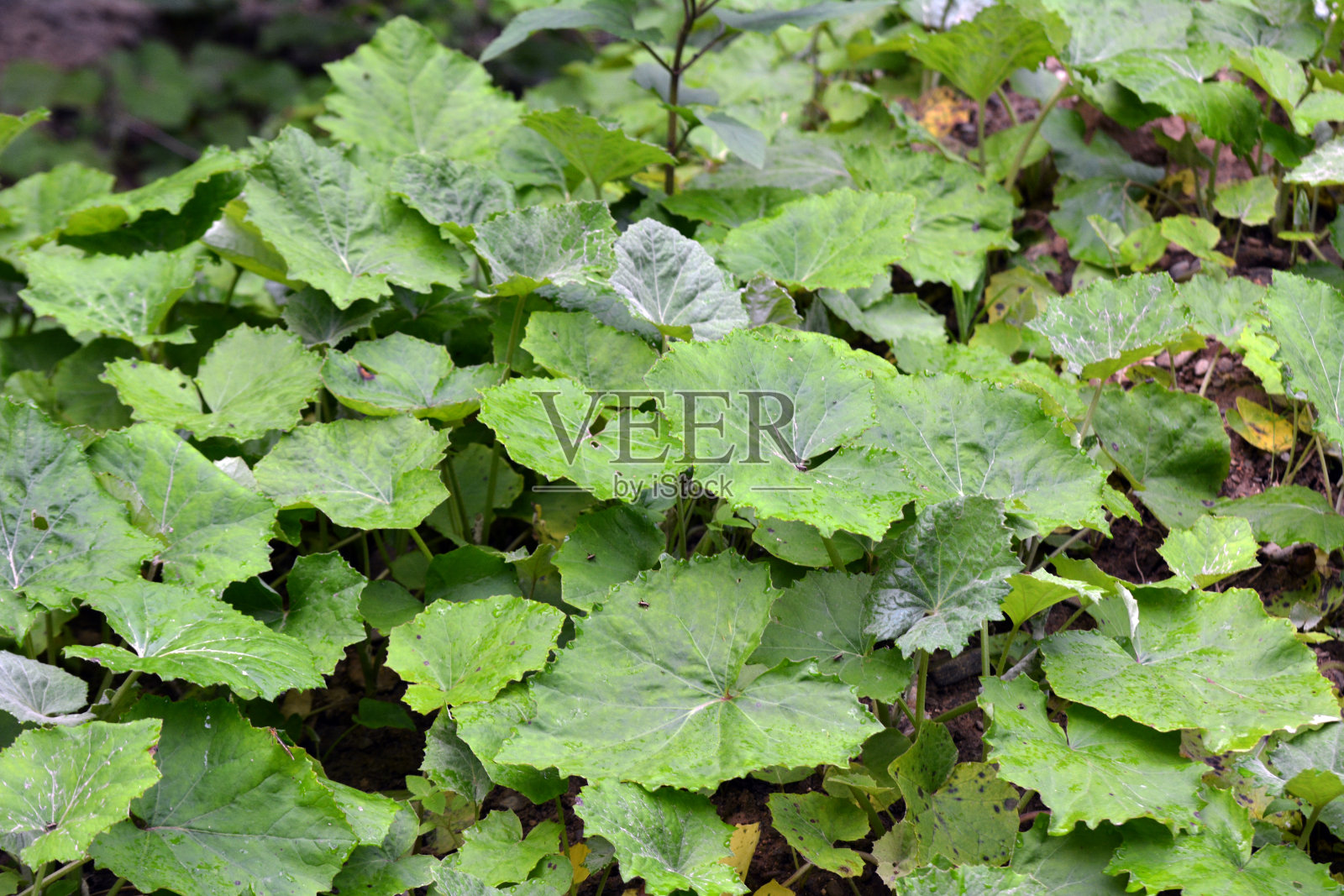 farfara在大自然中生长照片摄影图片