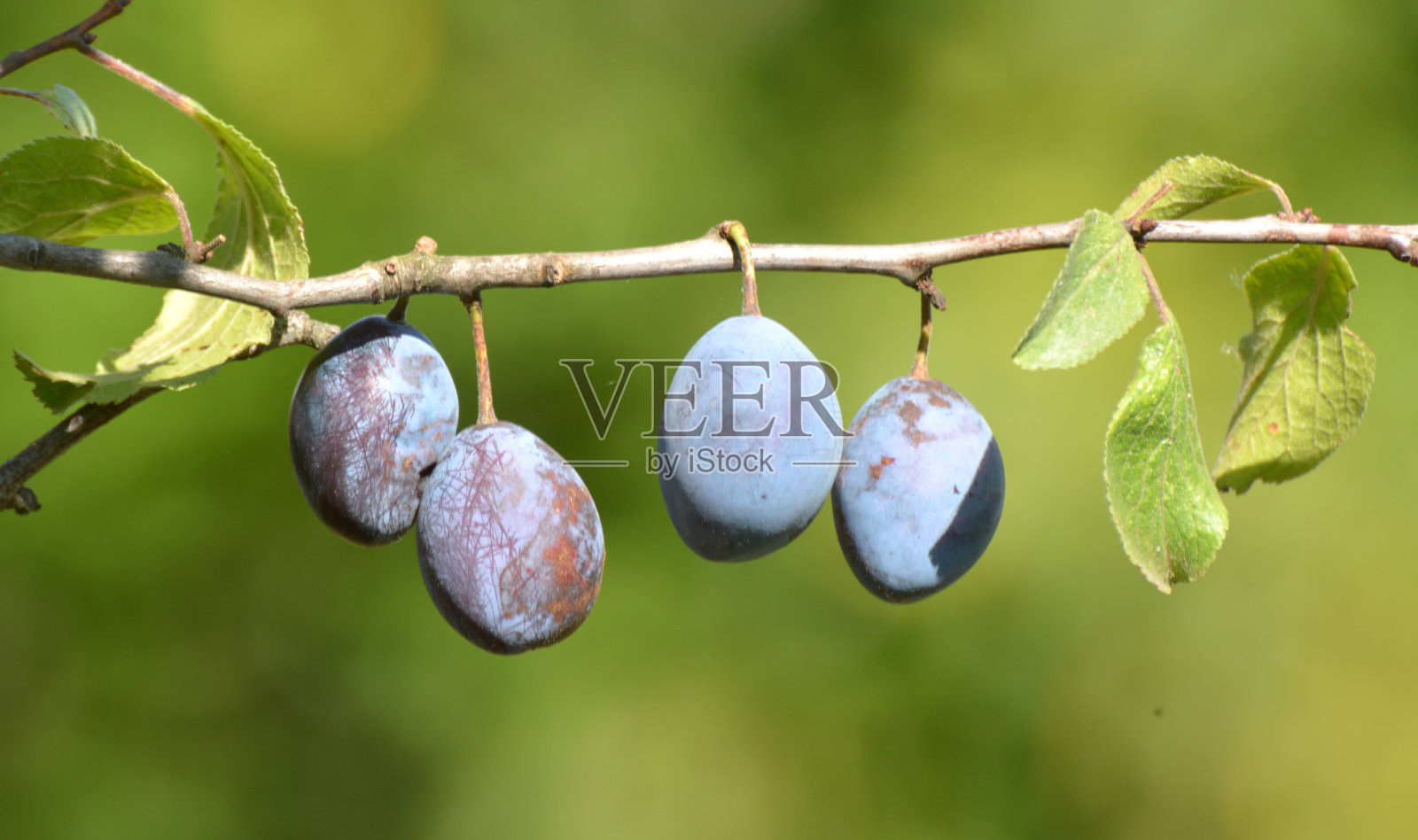 树枝上长着成熟的李子照片摄影图片