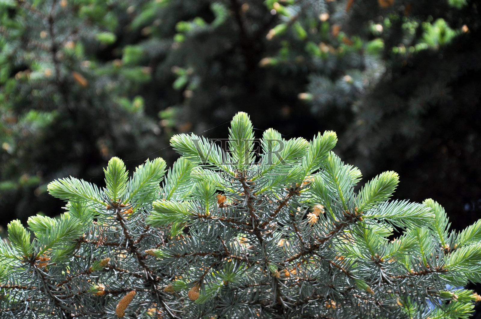 带嫩枝的云杉照片摄影图片