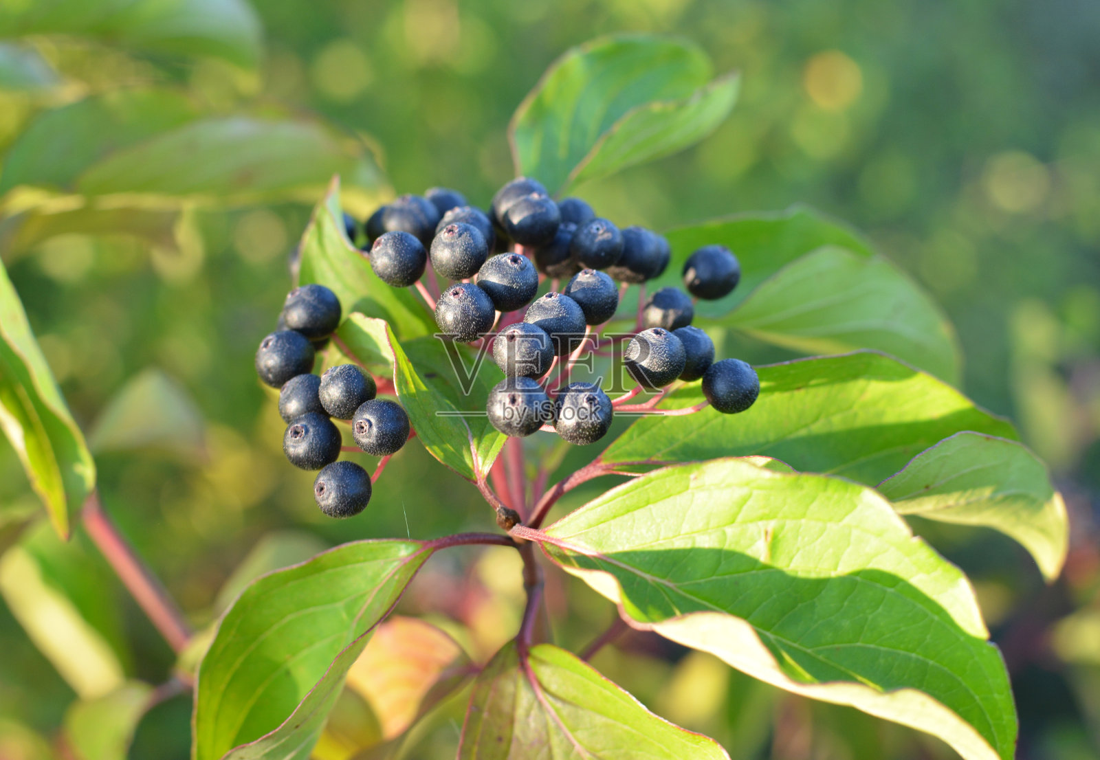 山茱萸的浆果在灌木的枝条上成熟。照片摄影图片