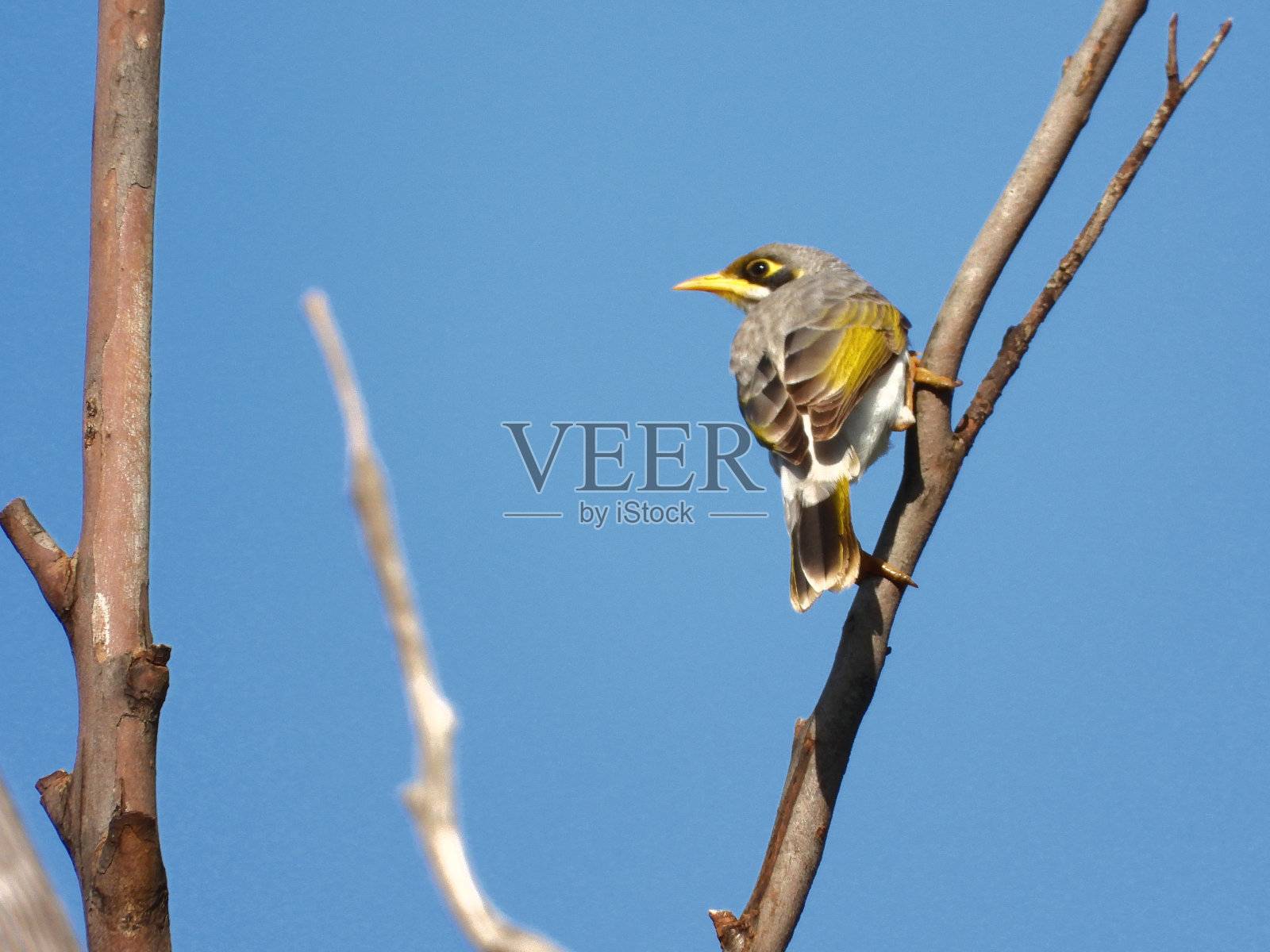 Goolgowi、新南威尔士、澳大利亚照片摄影图片