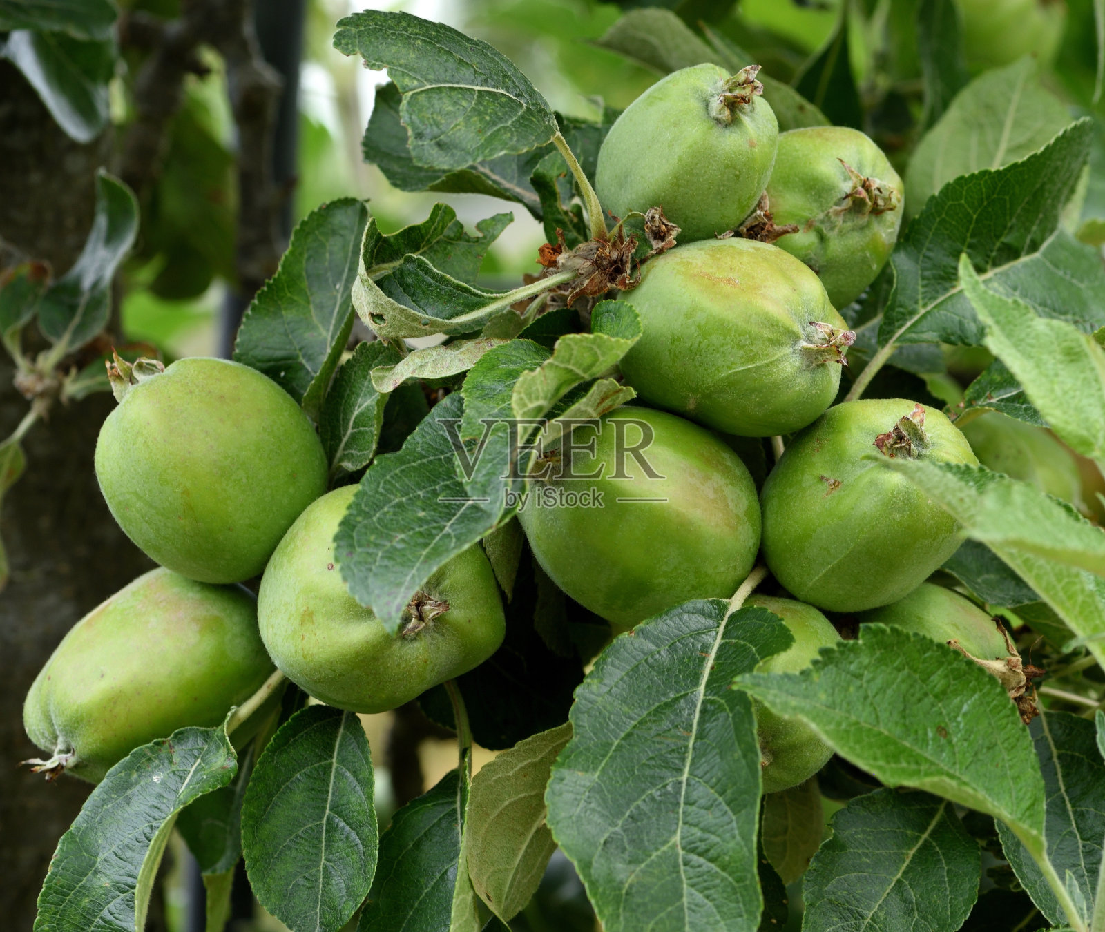 克维克·考德林照片摄影图片