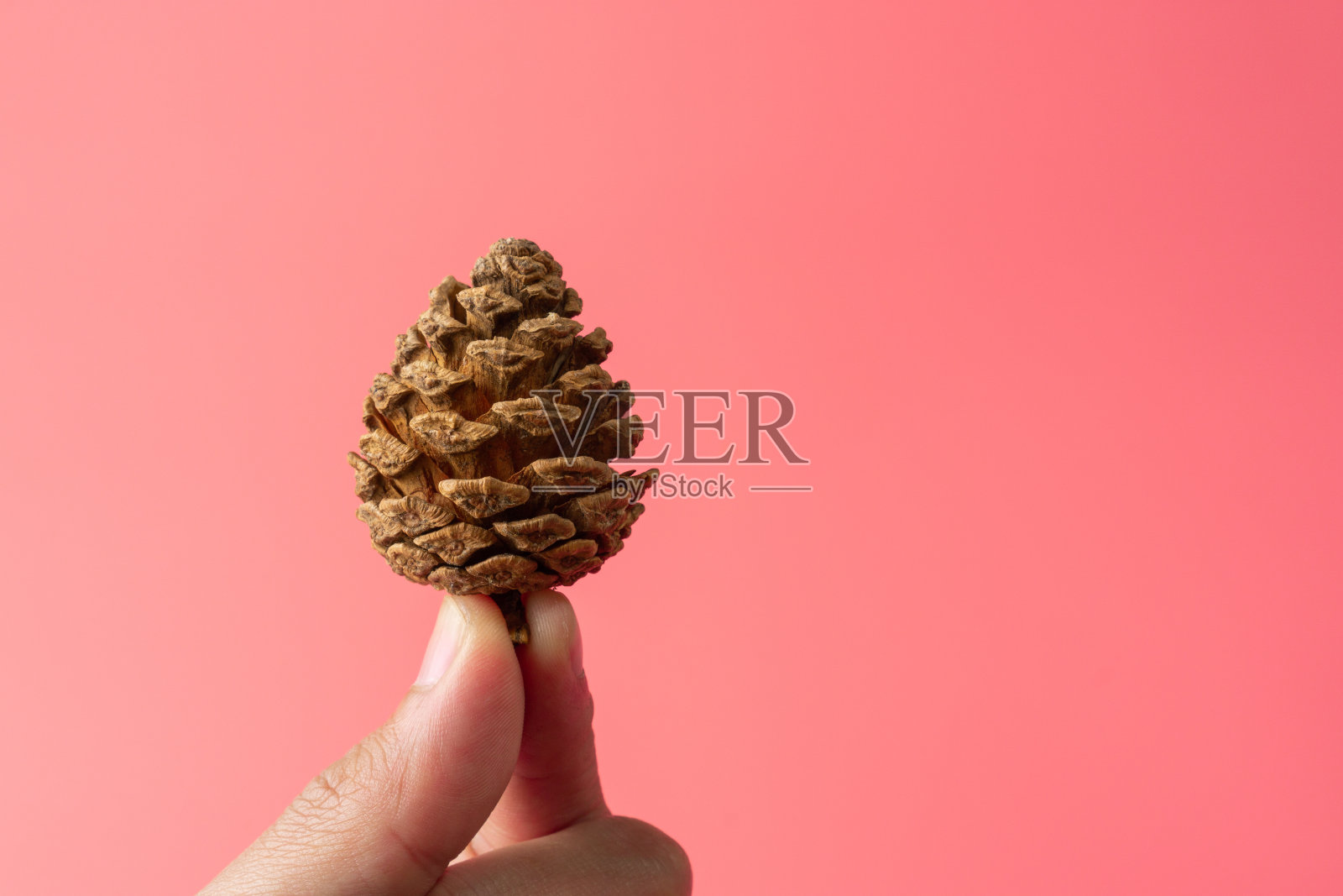 浅粉色背景上的松果，有一个拷贝空间。照片摄影图片