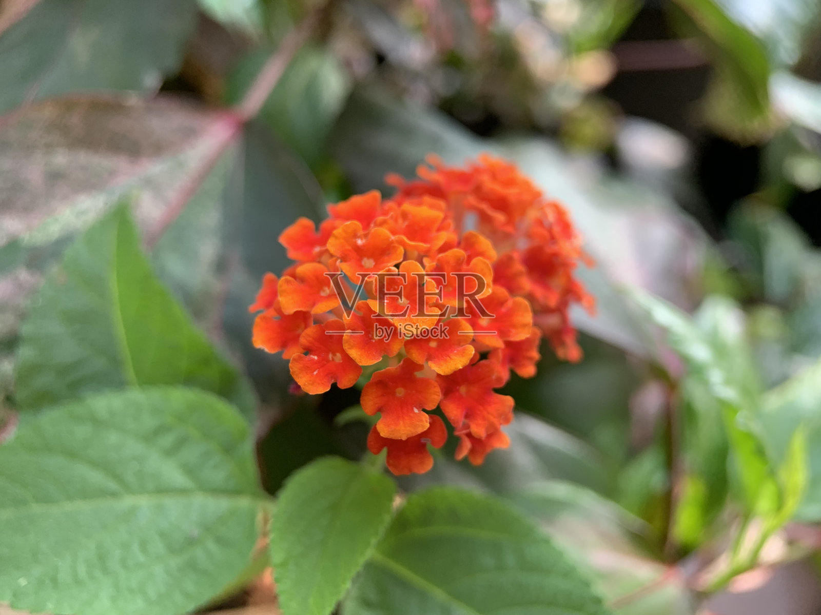 马樱丹属卡马拉花照片摄影图片