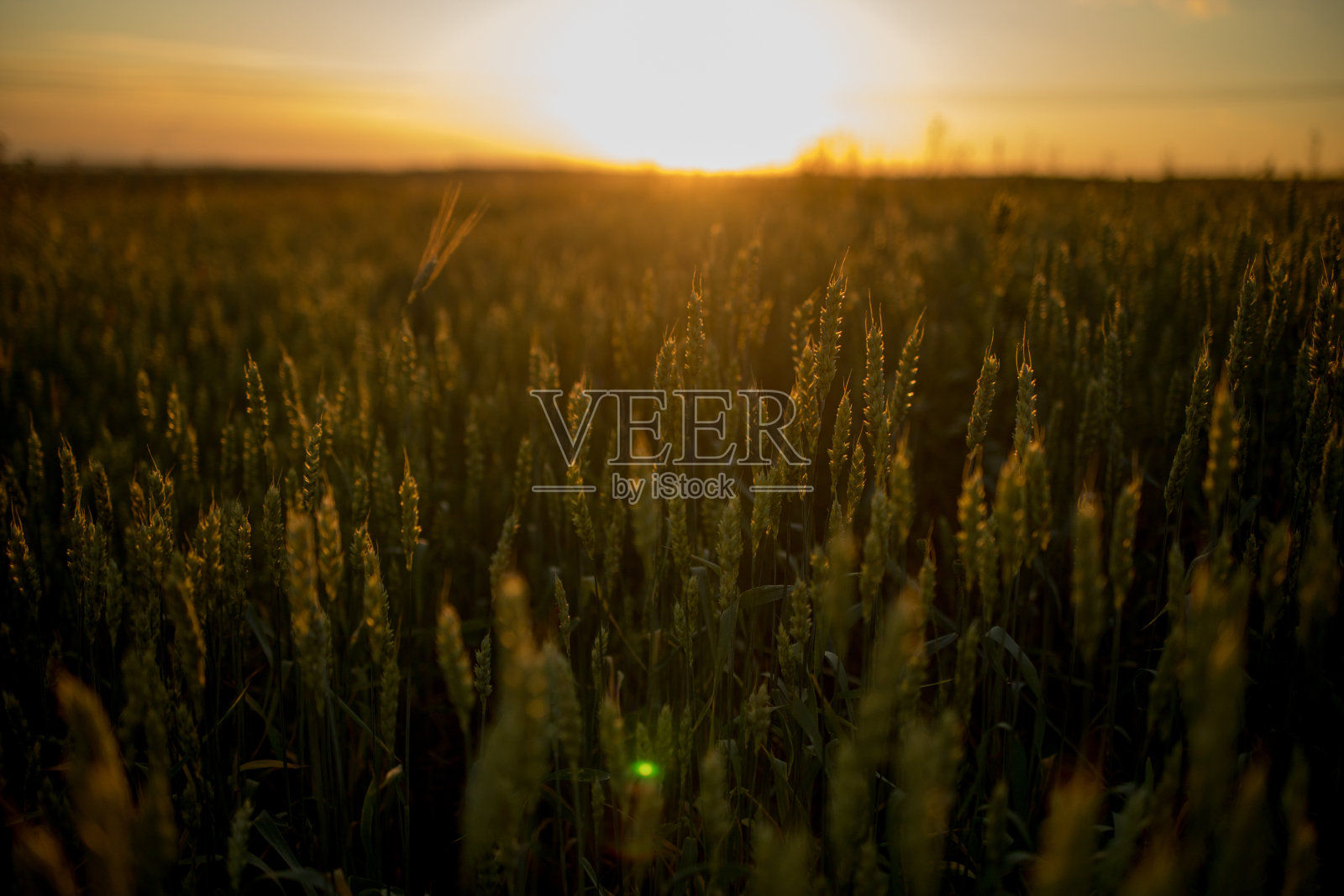 日落时生长在田野上的小麦小穗。带绿叶的小穗夏天晚上成熟的农田。柔和的阳光照在新鲜的谷物叶子上。农业的概念。照片摄影图片