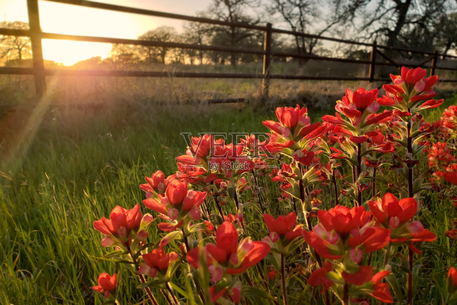 栅栏边上的印第安油漆刷照片摄影图片