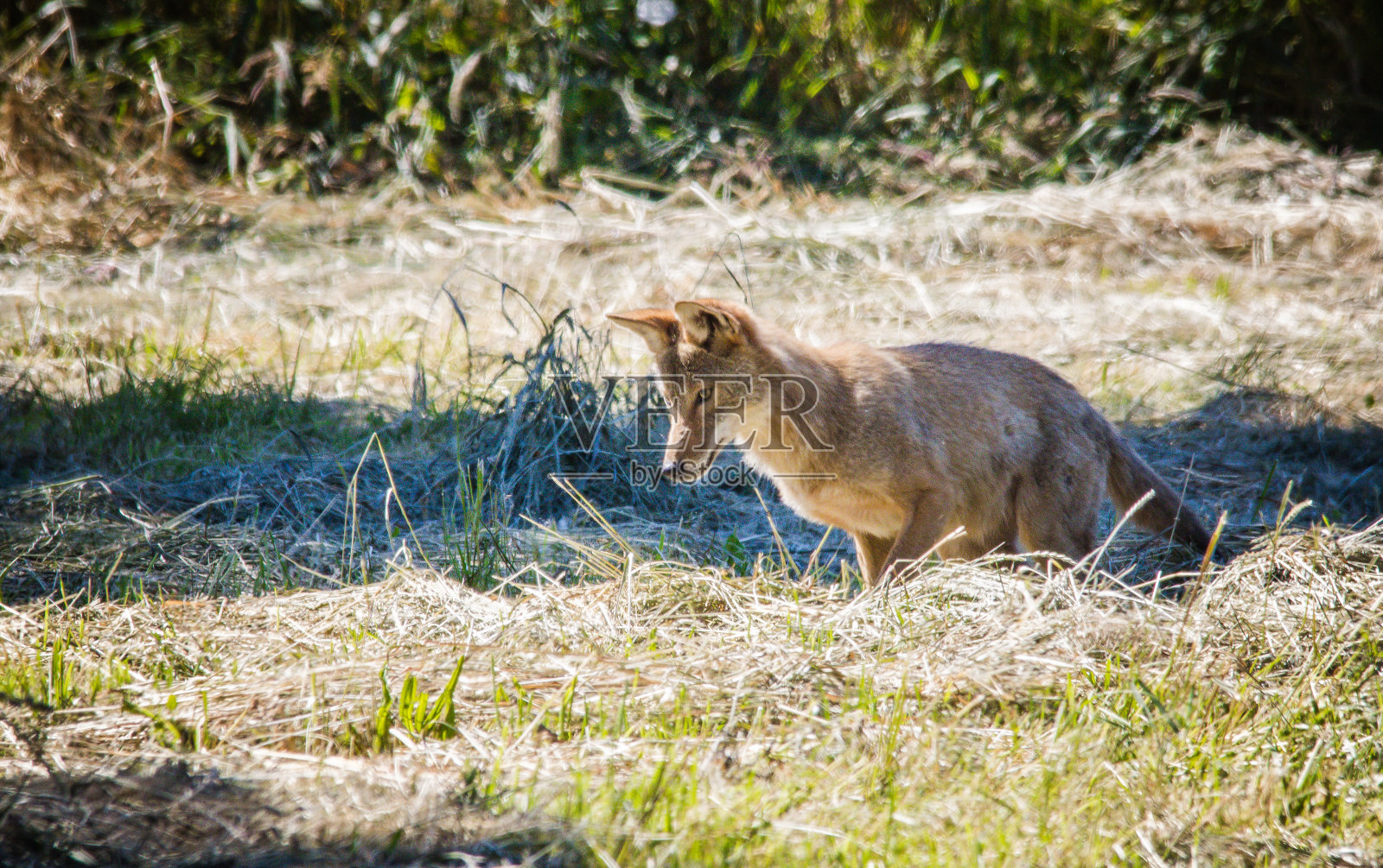 土狼照片摄影图片