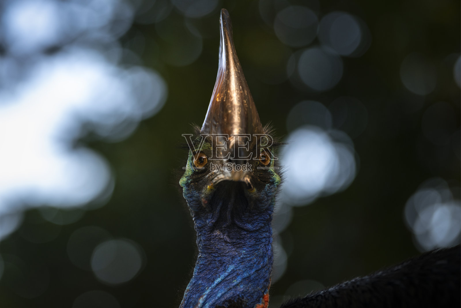 海滩上的食火鸡鸟照片摄影图片