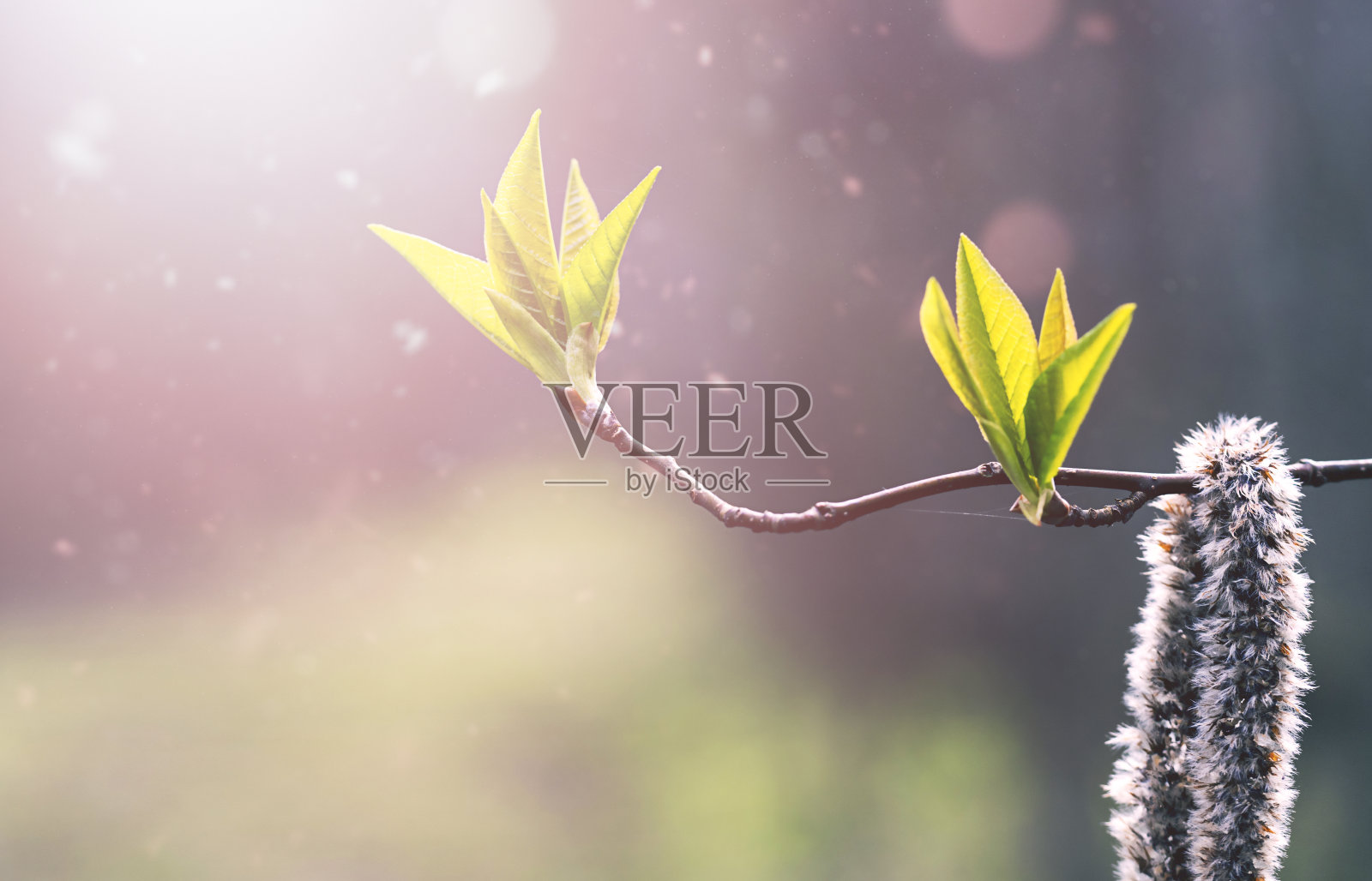 在阳光下有叶子的树枝，有文字的空间。自然的，自然的背景照片摄影图片