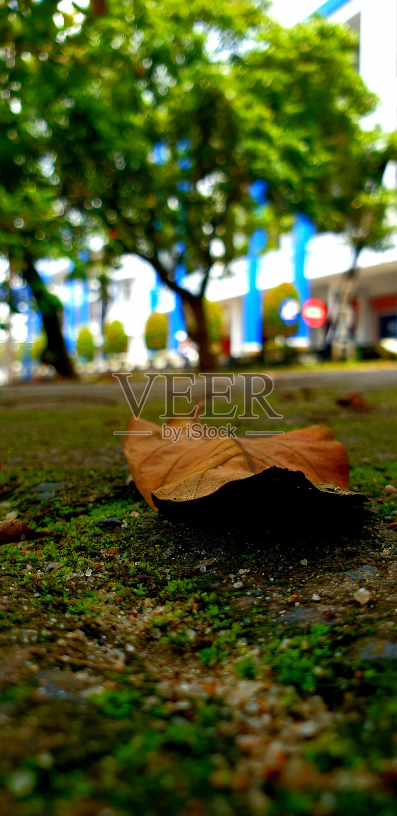 干叶子照片摄影图片