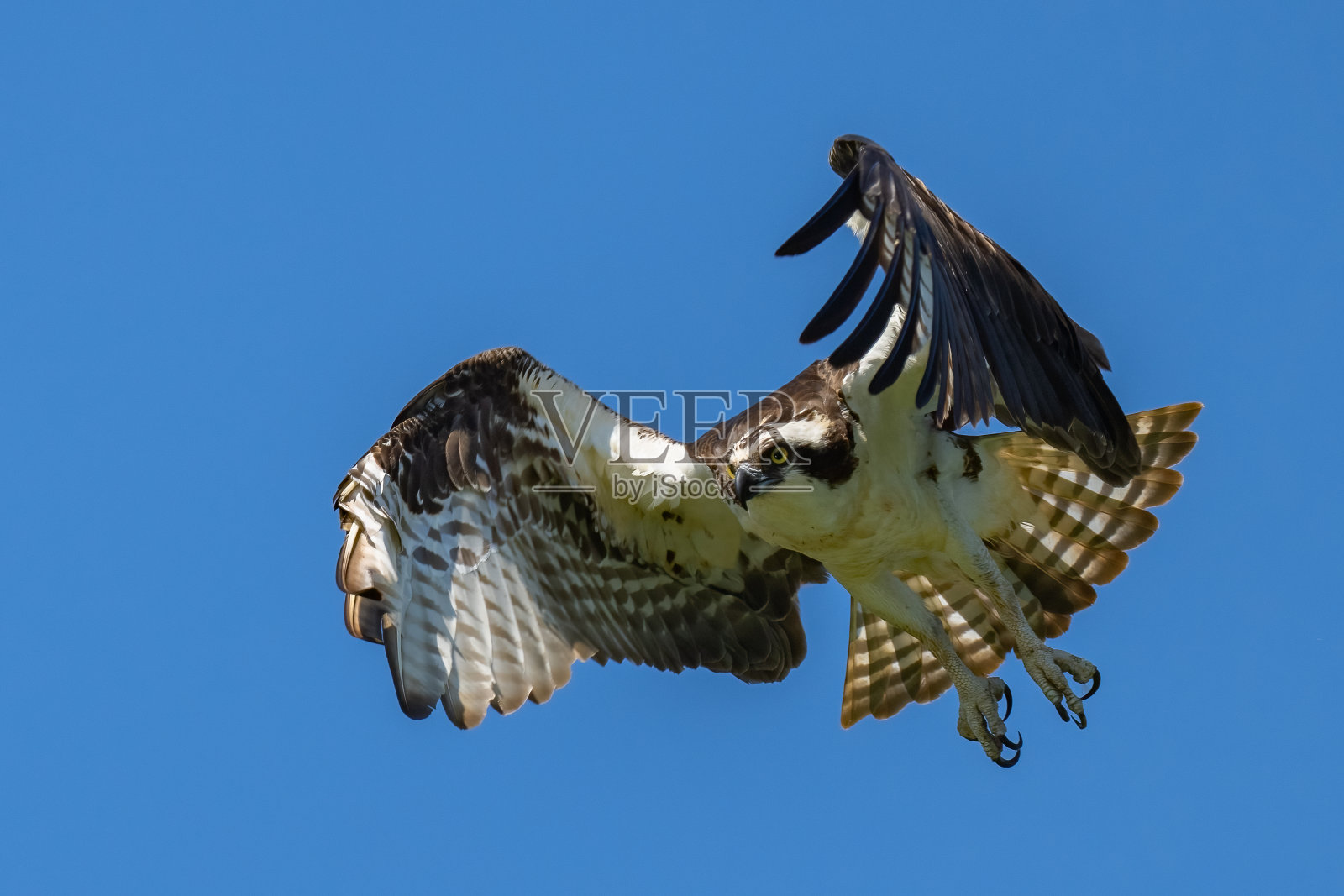 鱼鹰在飞行中照片摄影图片