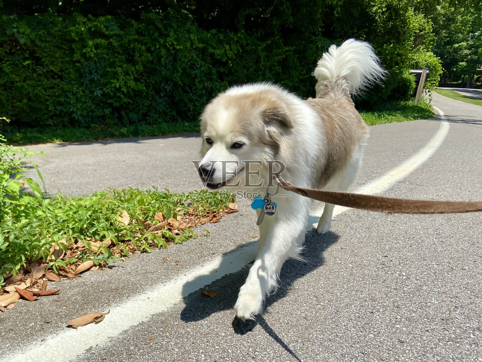 快乐的狗狗在散步照片摄影图片