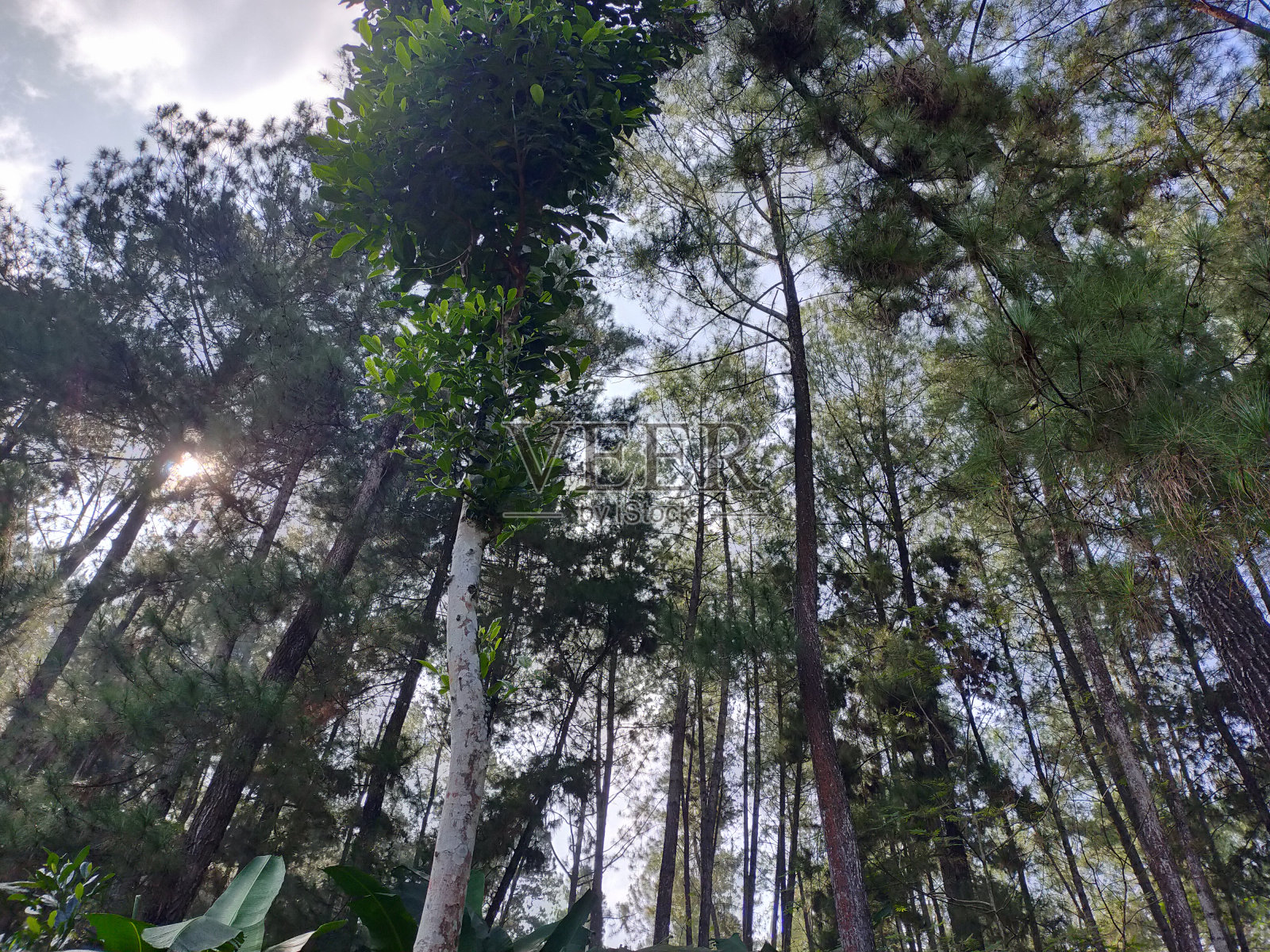 森林高照片摄影图片