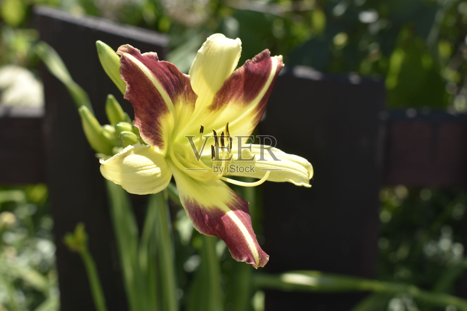 背光莉莉照片摄影图片