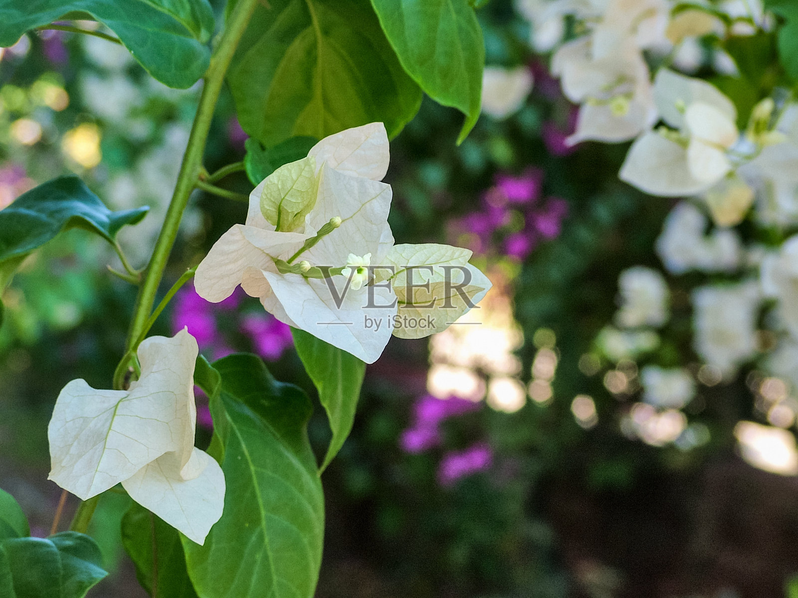 白色和红色的花朵在树枝上照片摄影图片