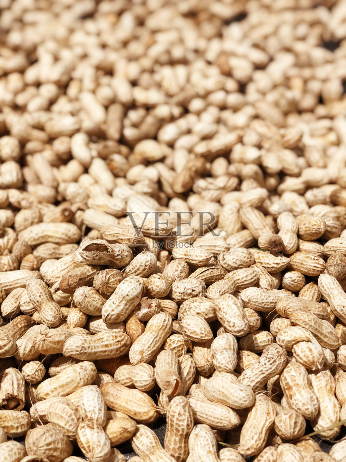 花生照片摄影图片