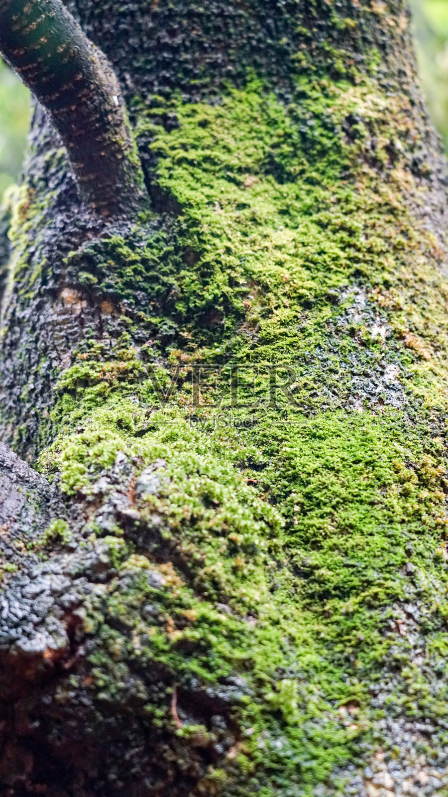 长满青苔的树皮照片摄影图片