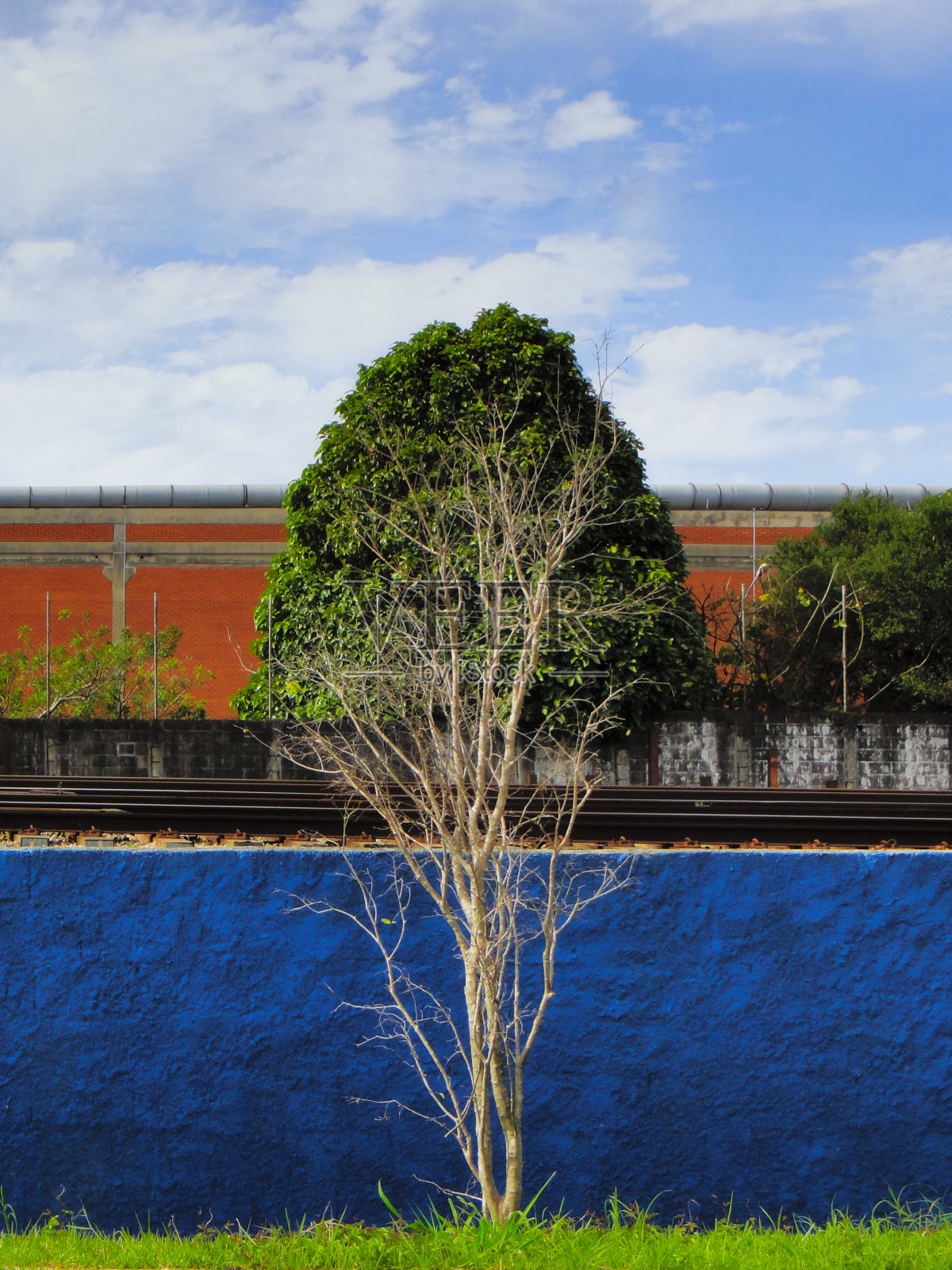 一棵没有叶子的小树叠加在一棵有叶子的大树上，中间被一堵蓝色的墙隔开。照片摄影图片