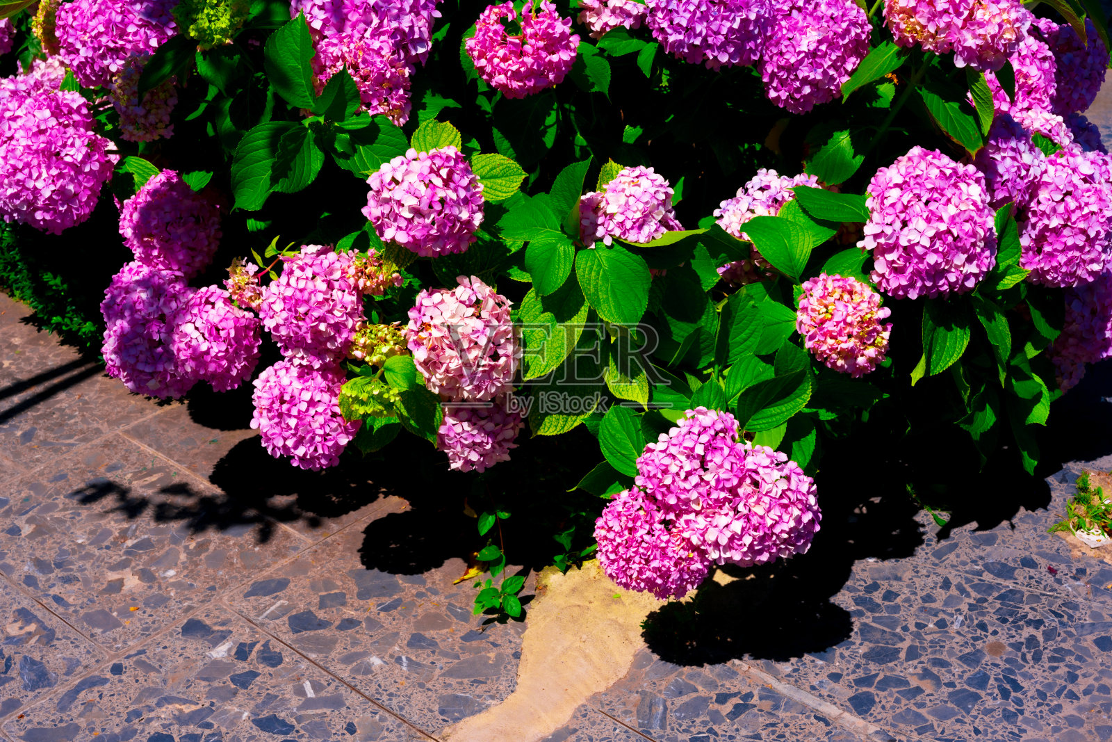 粉红绣球花，俗称大叶绣球，因其硕大的拖头花而成为最受欢迎的景观灌木之一。照片摄影图片