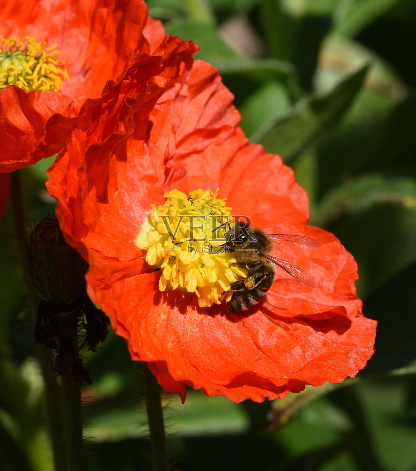 蜜蜂，意大利蜜蜂，木瓜，野蜂照片摄影图片