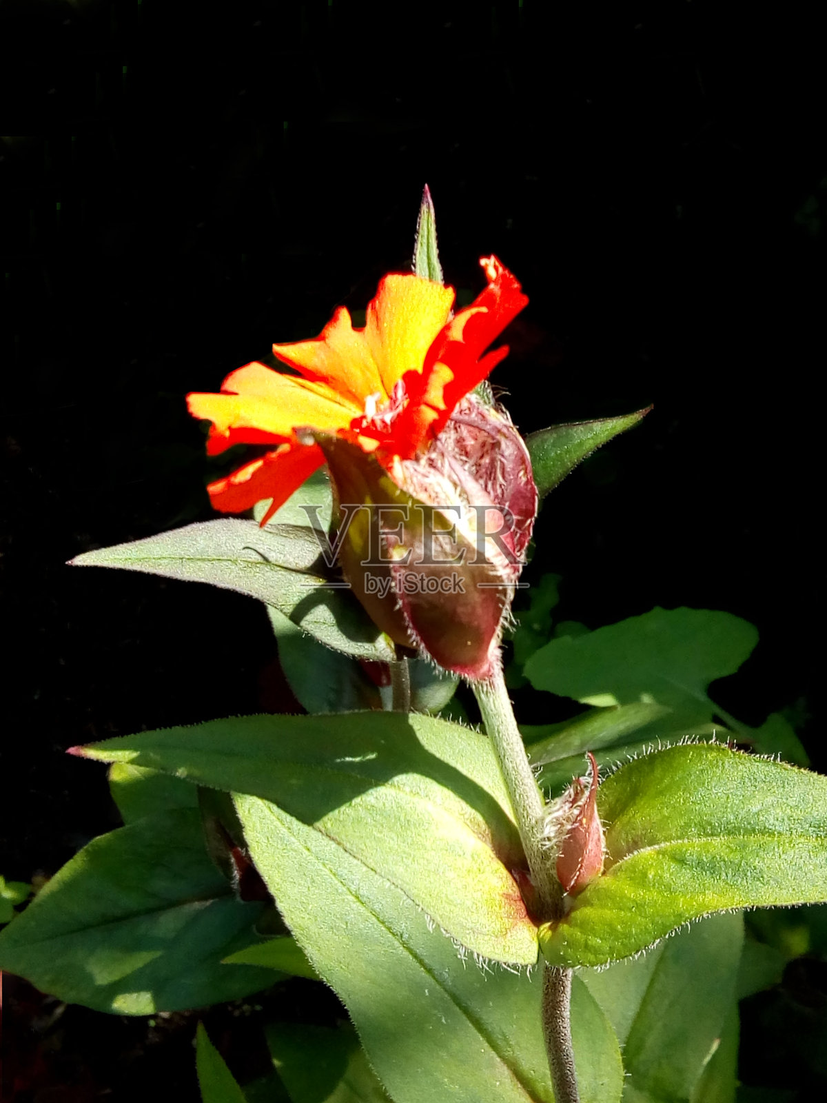 一个盛开的红色花蕾在黑色的背景，一个吉普赛肥皂，一个美丽的花卉特写照片摄影图片
