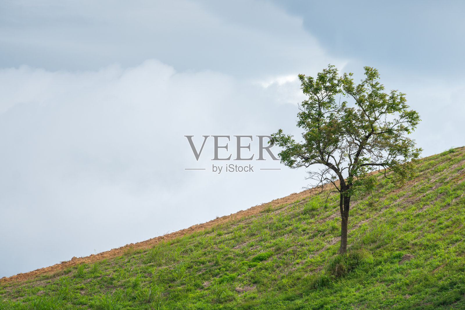 绿油油的山坡上有一棵树。照片摄影图片