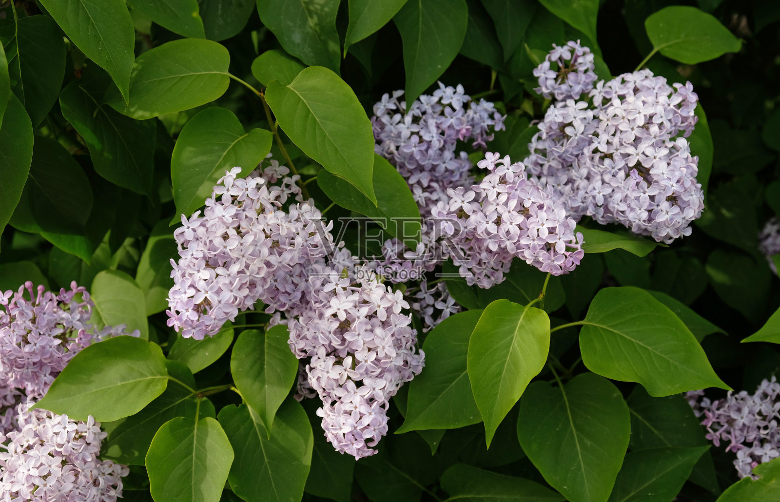 美丽开花品种选择紫丁香。春季丁香紫罗兰花特写，抽象的软花背景。照片摄影图片