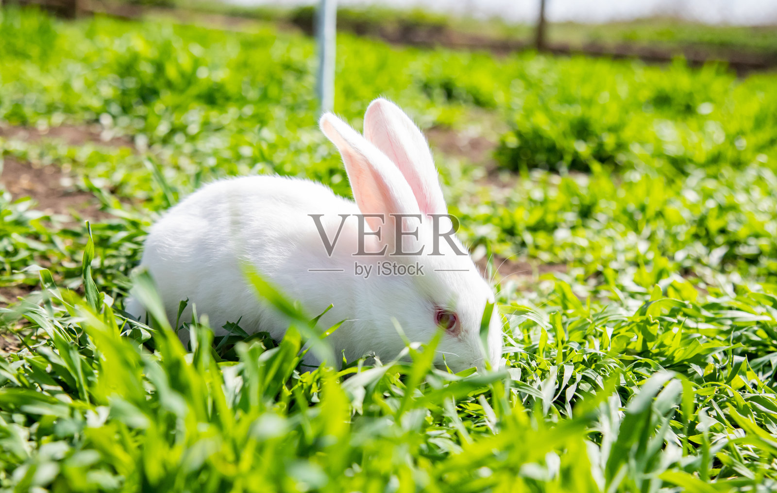 家畜农场的绿草地上的兔子照片摄影图片
