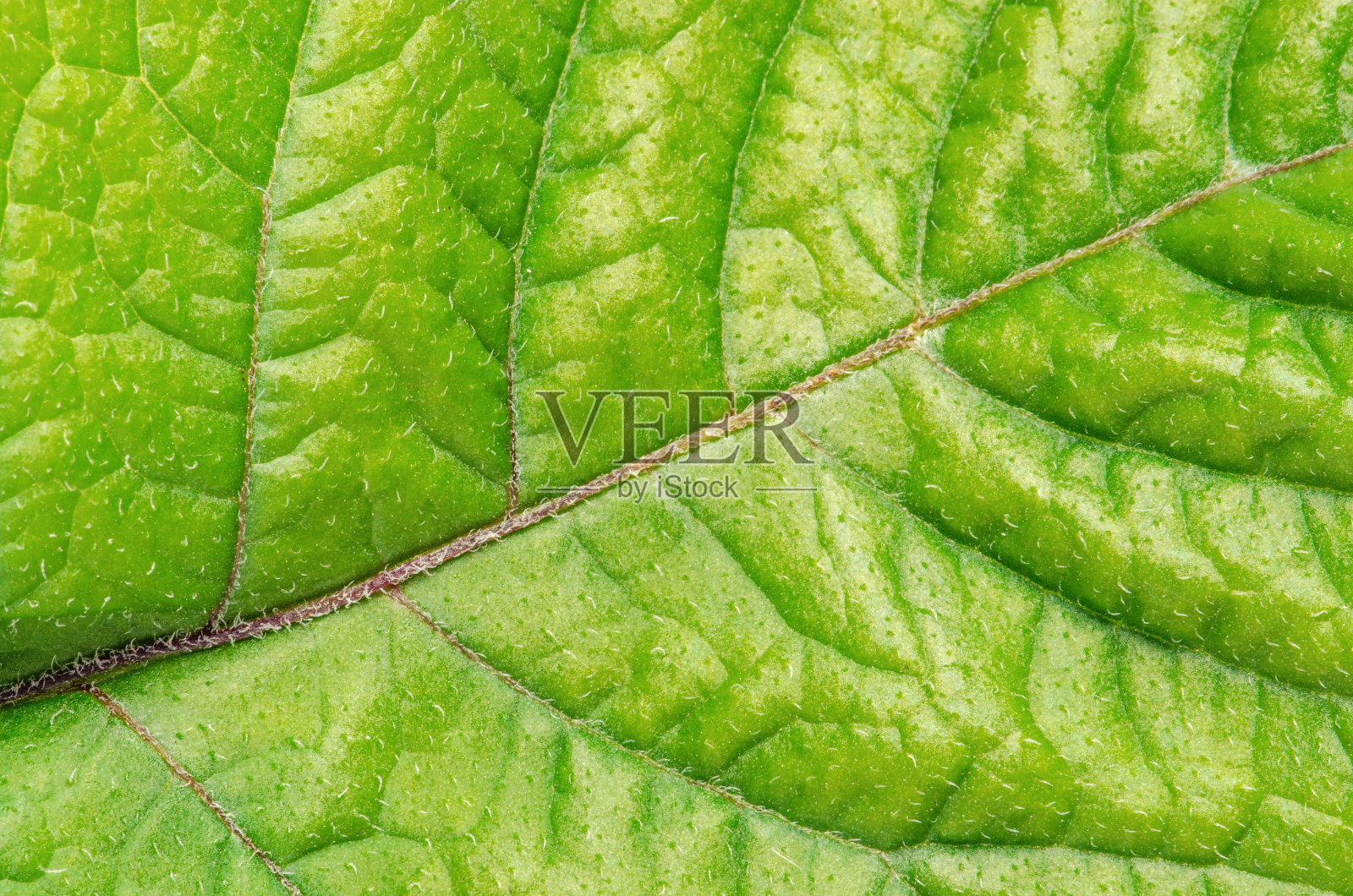 绿色土豆叶子的近景。放大照相。副本的空间。照片摄影图片