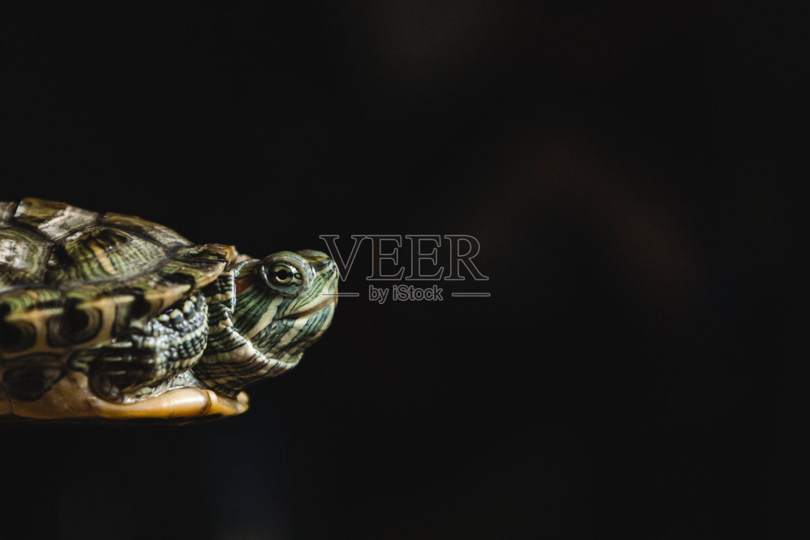 深色背景的红耳滑块照片摄影图片