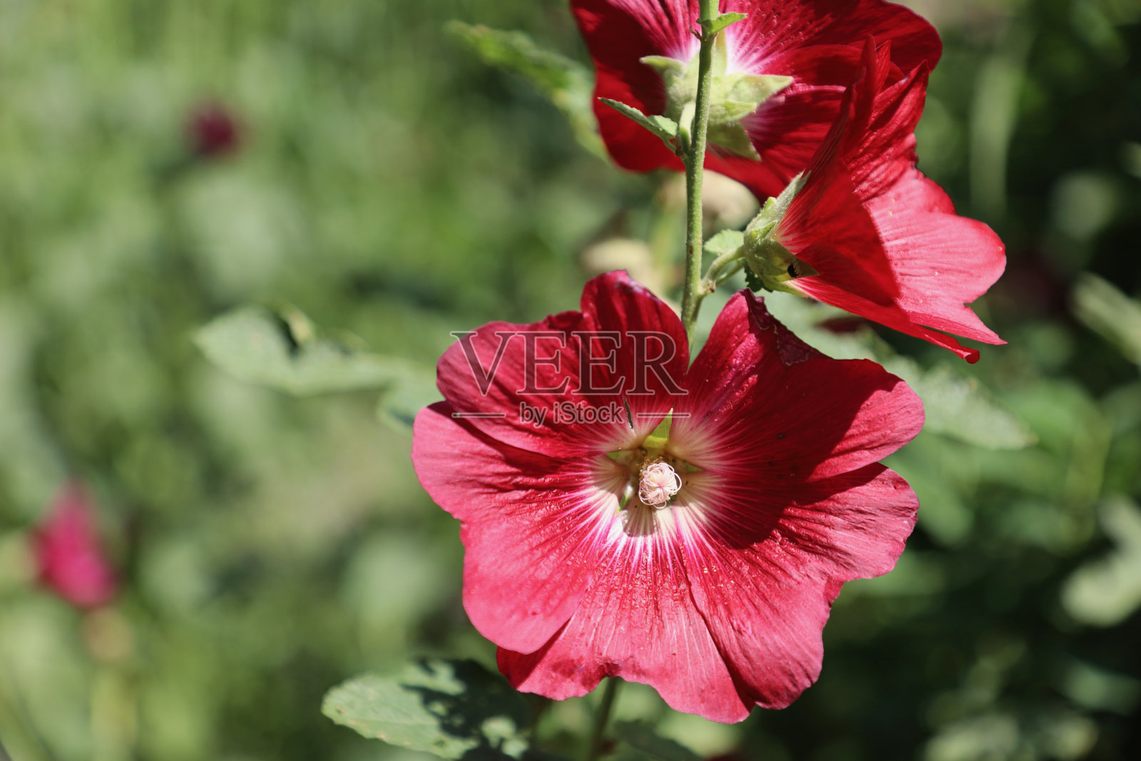 花园里红色的芙蓉花照片摄影图片