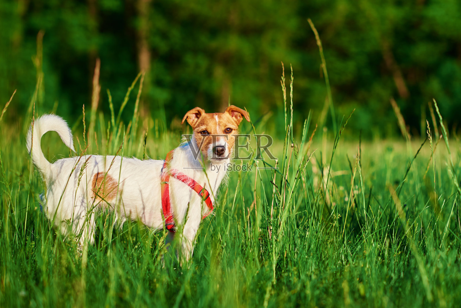 可爱的狗肖像在夏天草地与绿色的草照片摄影图片
