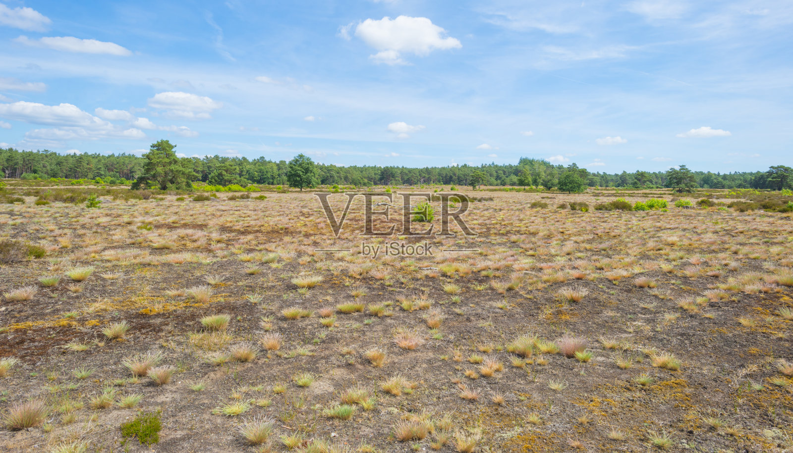 春天阳光明媚的森林里，林中空地上的石南花和树木照片摄影图片