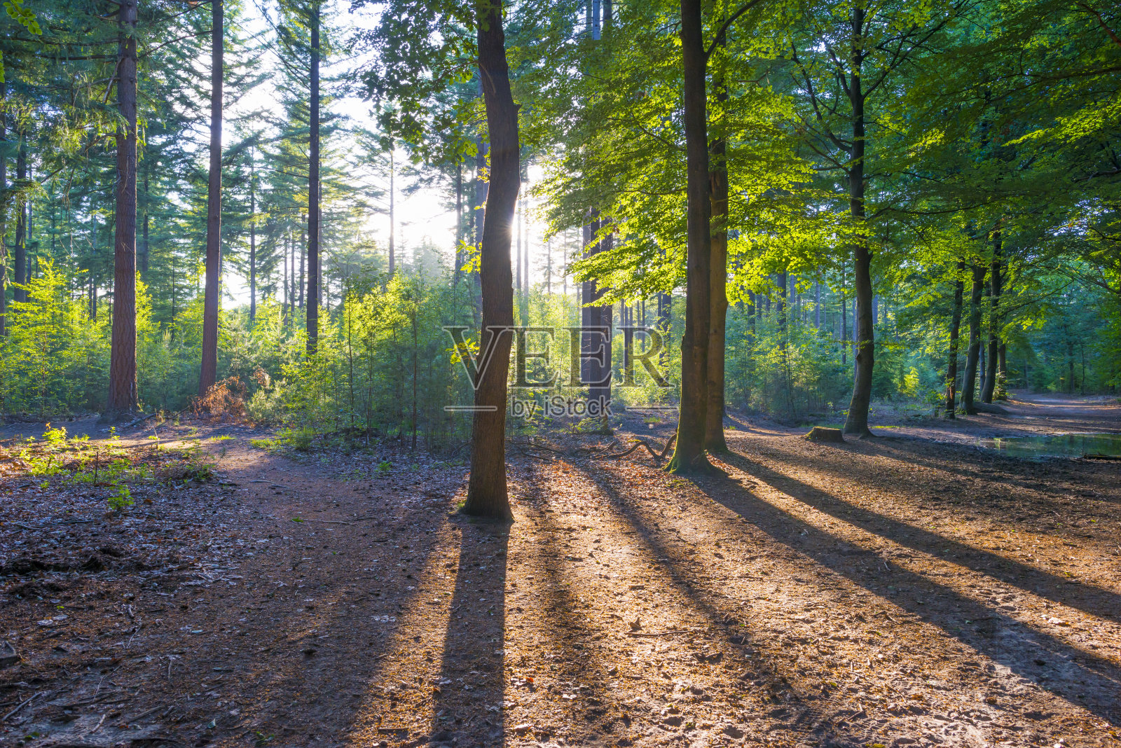 春天，树木在明亮的阳光和阴影下郁郁葱葱的绿色森林照片摄影图片