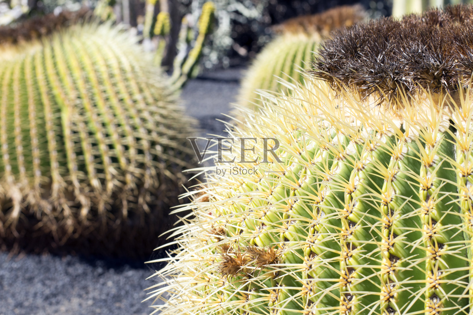仙人掌花园，兰萨罗特，加那利群岛，西班牙。照片摄影图片