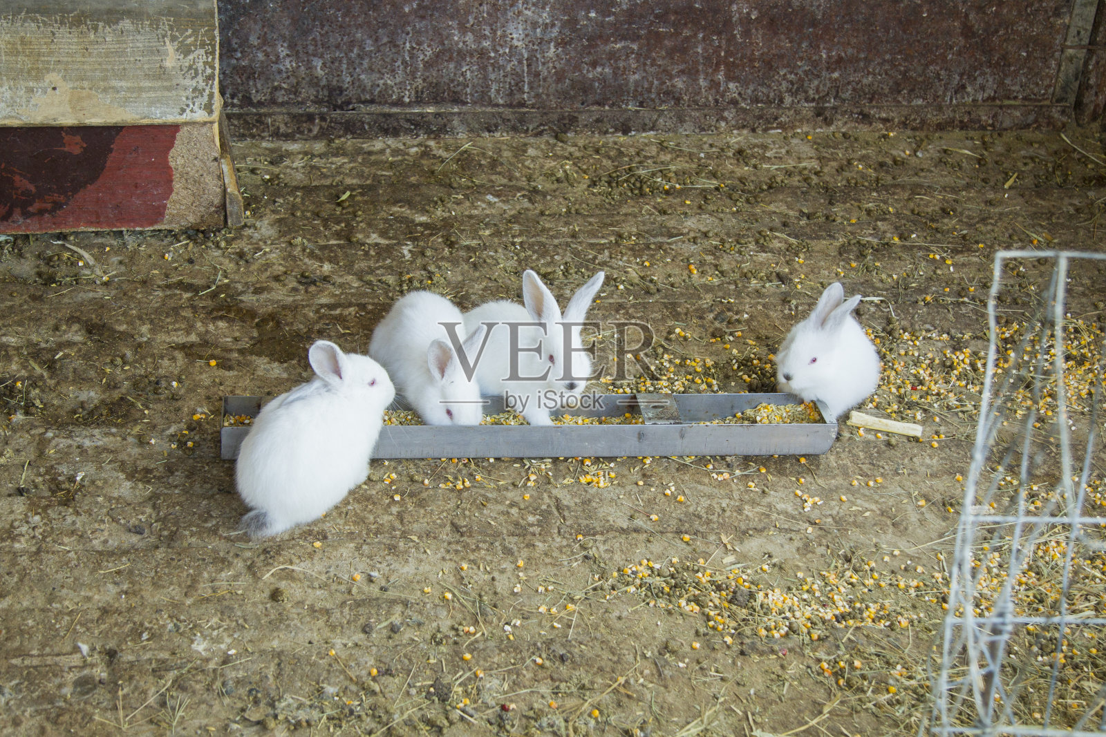 在动物农场的兔窝里的兔子照片摄影图片