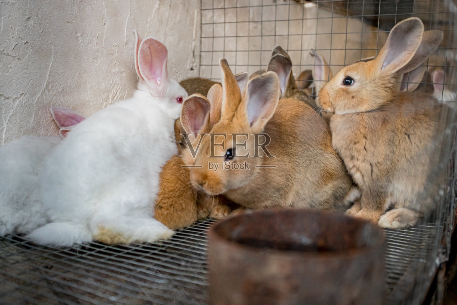在动物农场的兔窝里的兔子照片摄影图片