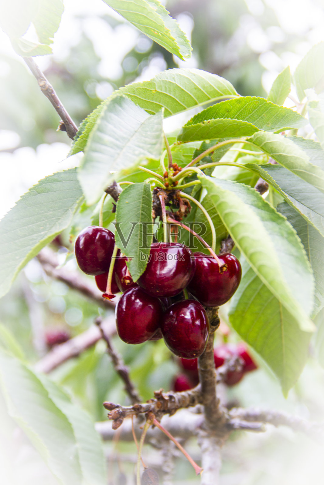 甜樱桃准备采摘照片摄影图片