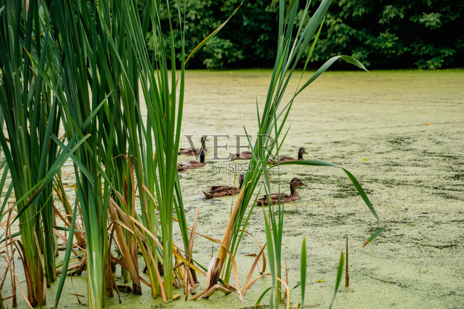 野鸭在河上游泳，翠绿的芦苇。照片摄影图片