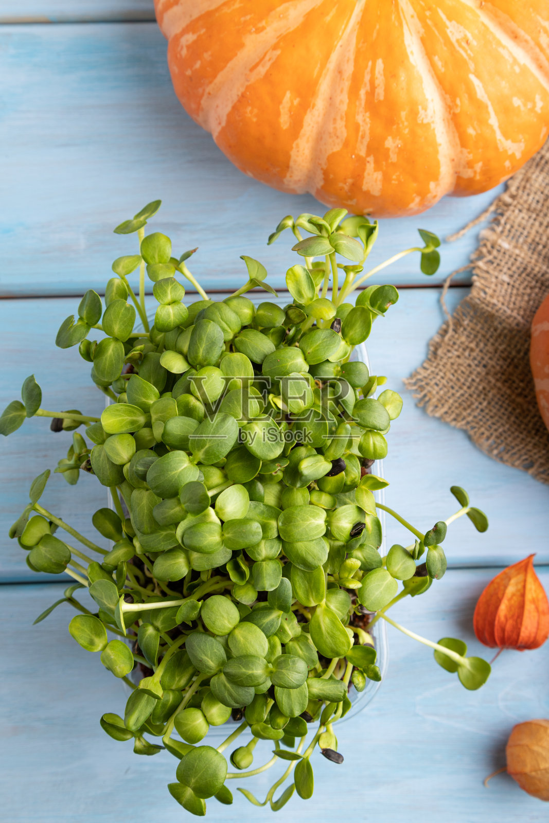 蓝色木质背景下葵花与南瓜的微绿芽。前视图。照片摄影图片