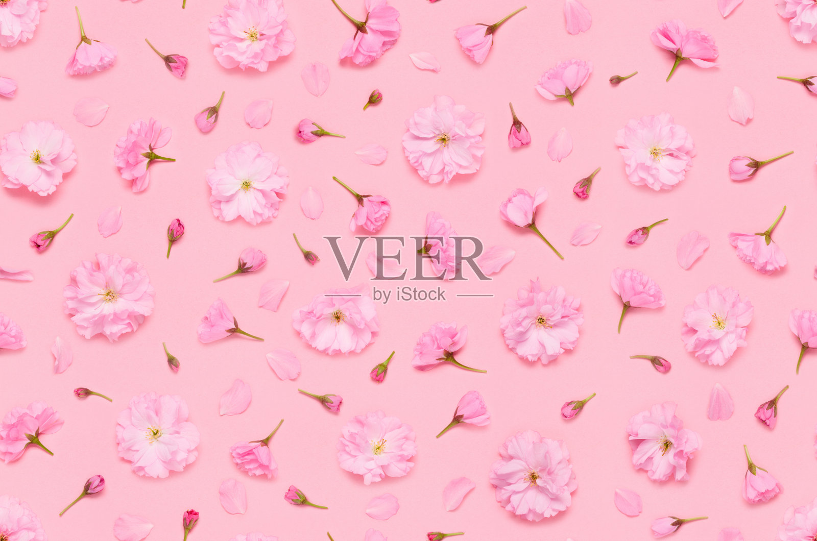 无缝图案的樱花樱花花蕾和花瓣照片摄影图片