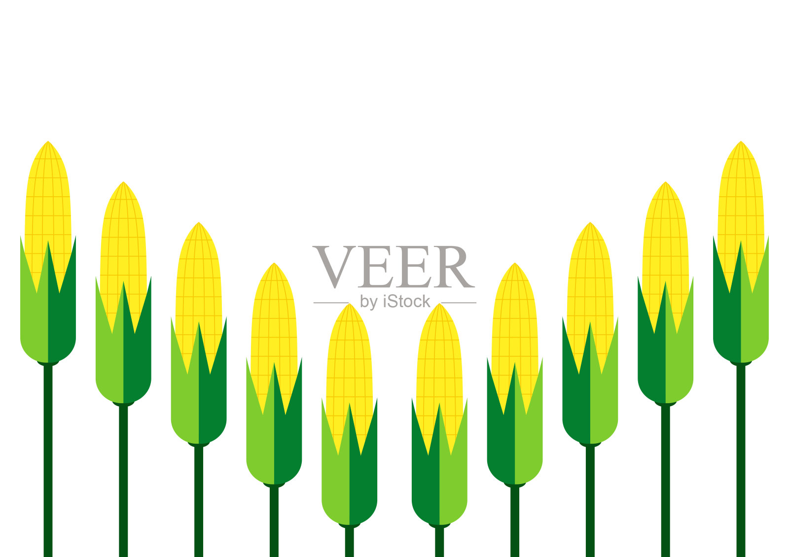 白色背景的玉米。玉米图案的壁纸。玉米框架。插画图片素材