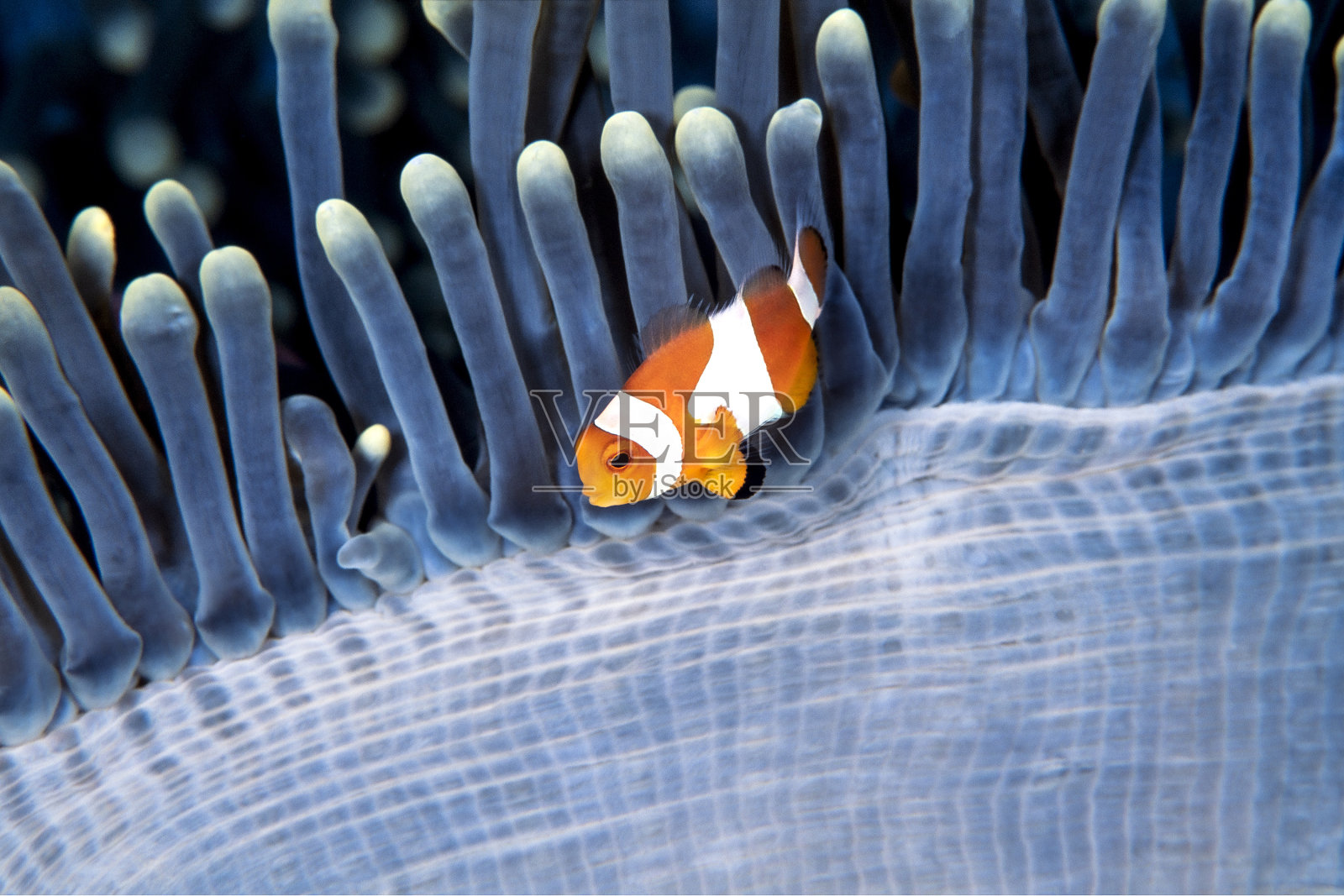 小丑鱼与您的文本空间照片摄影图片