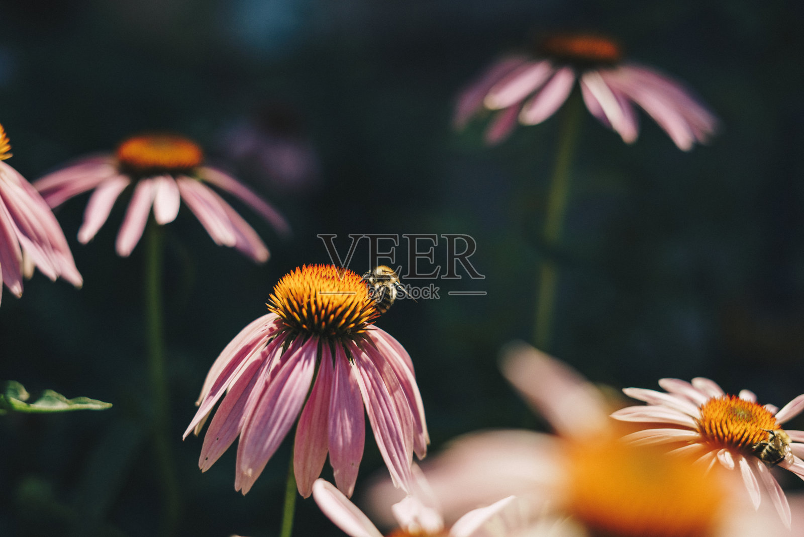 蜜蜂在花照片摄影图片