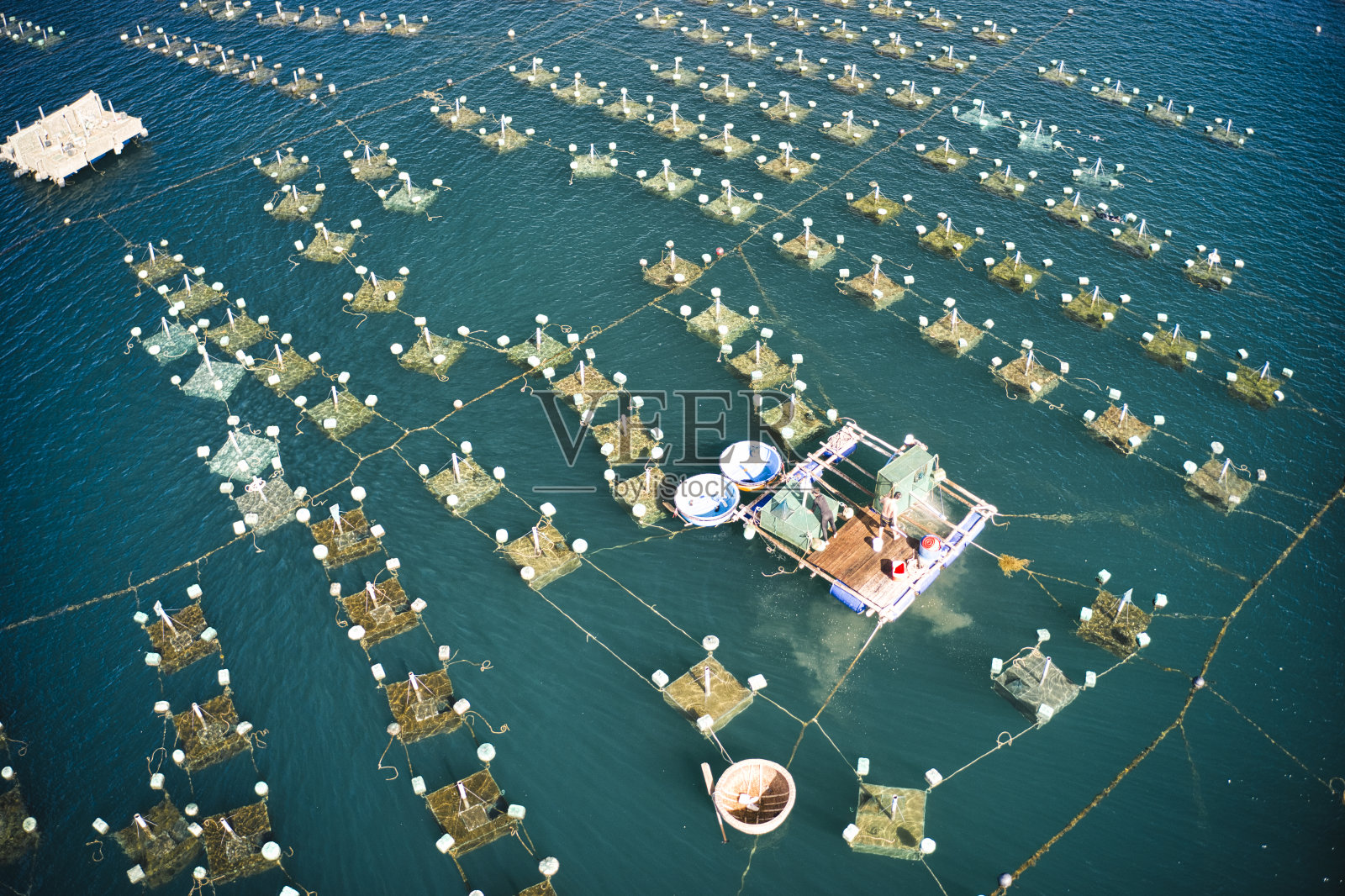 龙虾养殖照片摄影图片