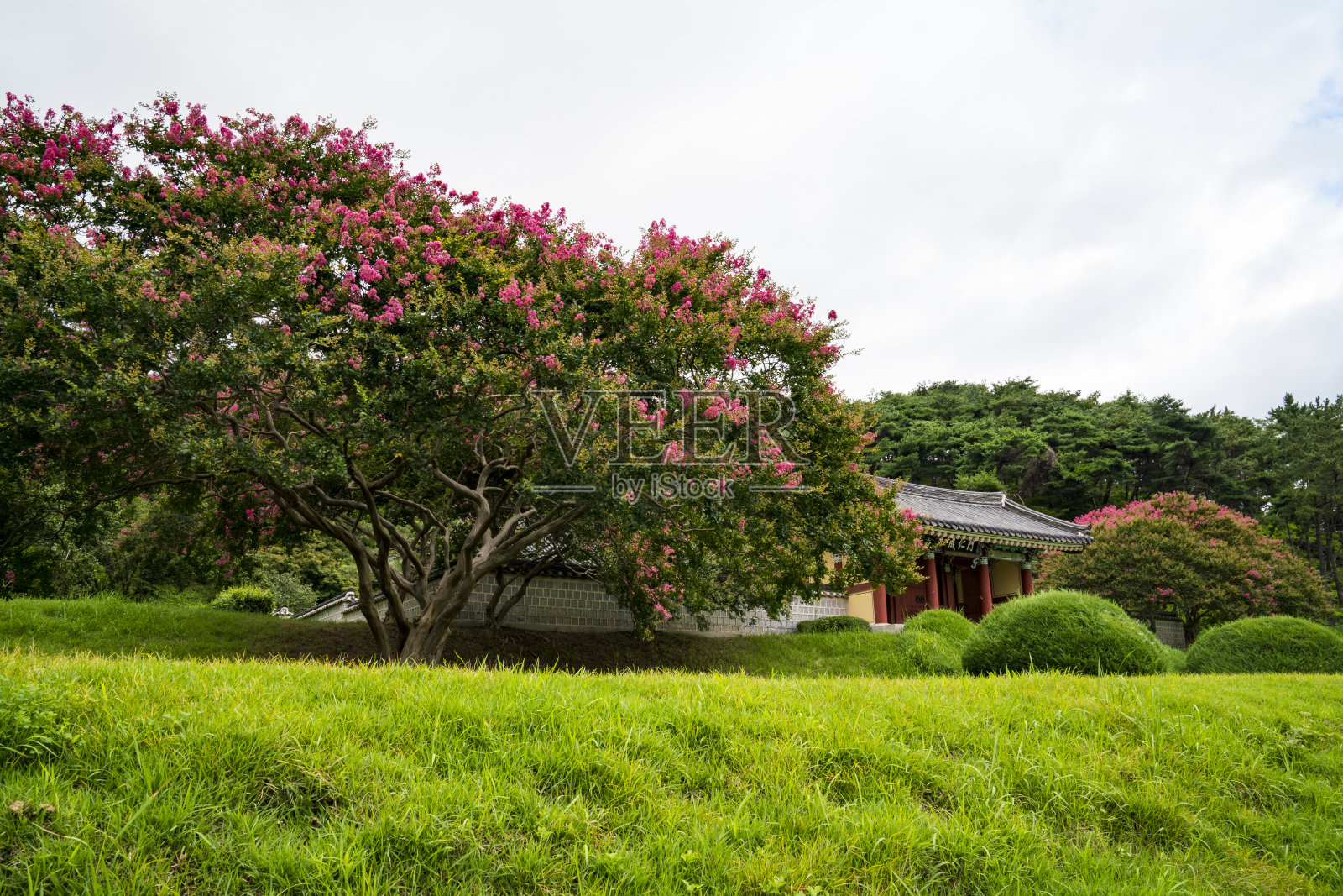 紫薇(紫薇)在韩国的花田。照片摄影图片