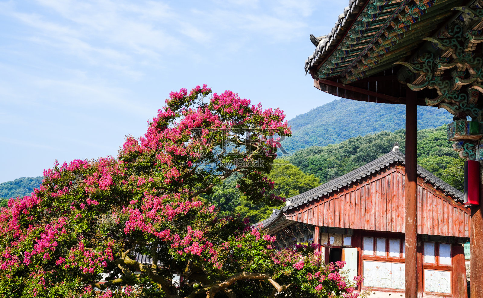 紫薇(紫薇)在韩国的花田。照片摄影图片