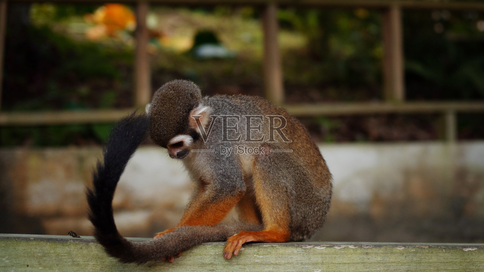 一只长着长尾巴的小猴子在森林里，特写。有趣的灵长类动物照片摄影图片