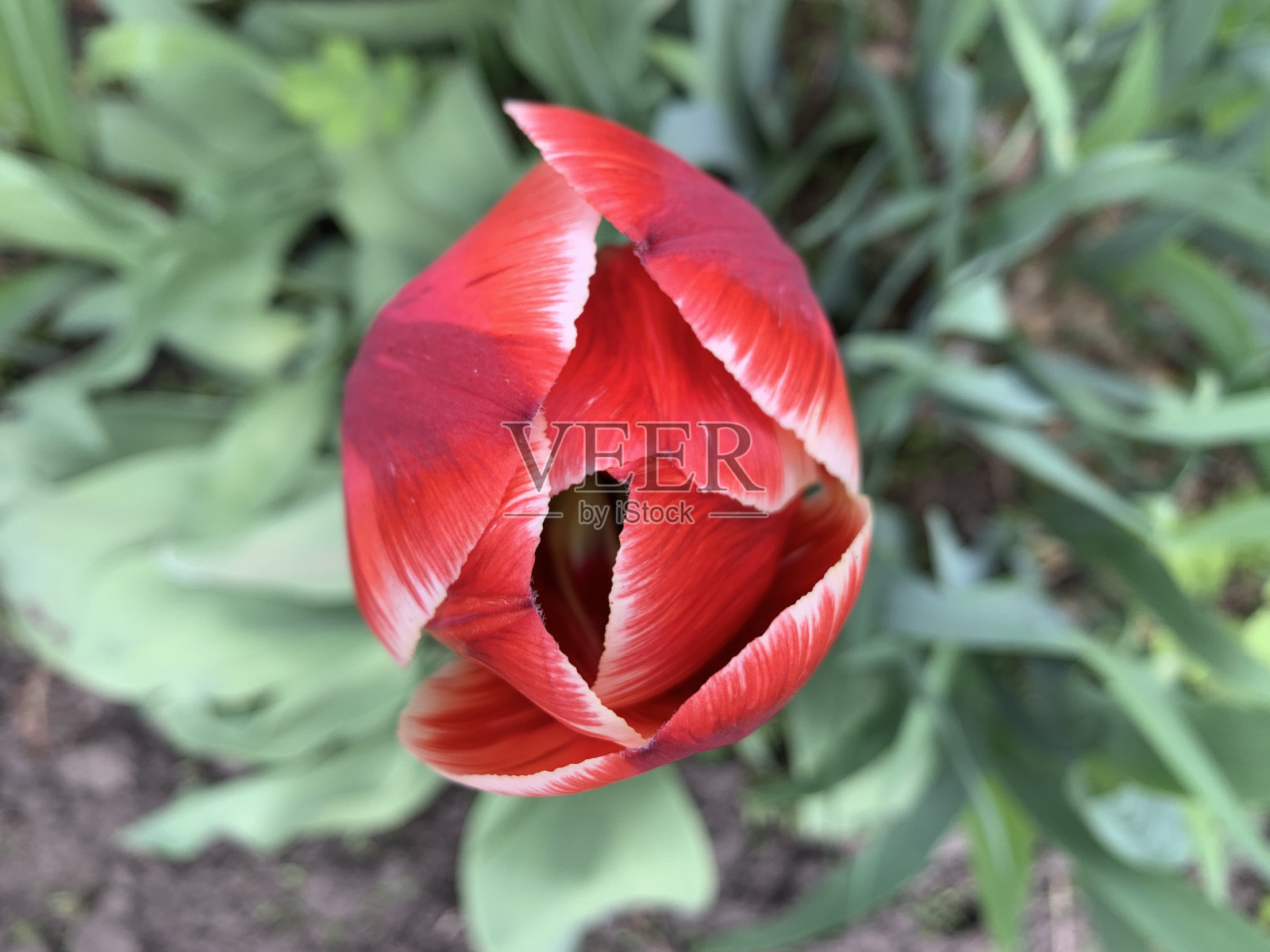 红色郁金香照片摄影图片