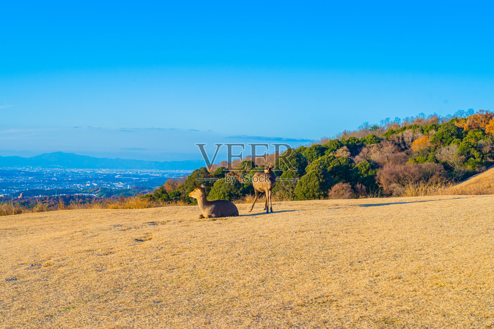 鹿照片摄影图片